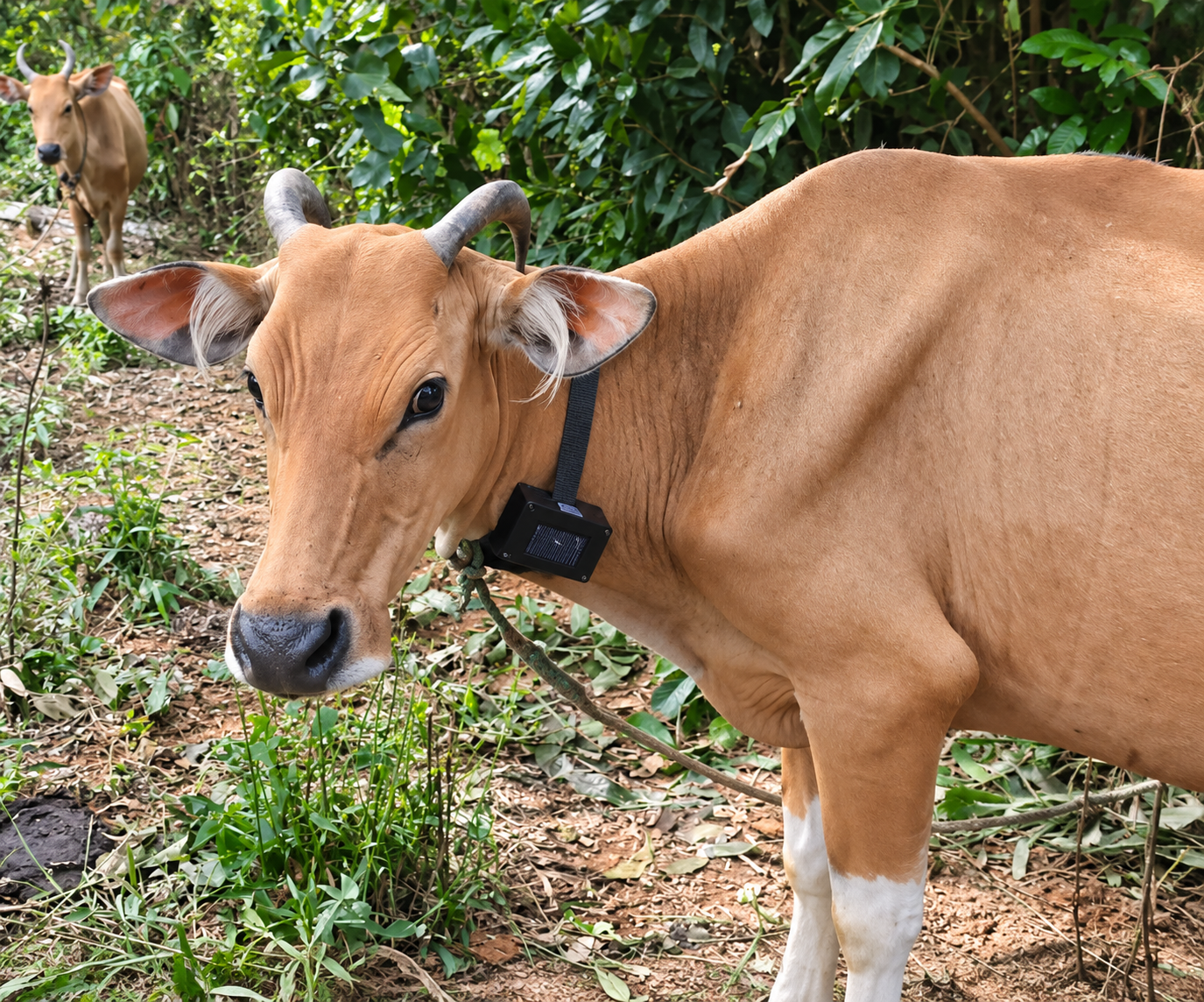Cow wearing monitoring device